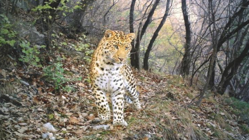 Illustration for article titled Our favorite photographs from this year's BBC Camera-trap Photo of the Year competition